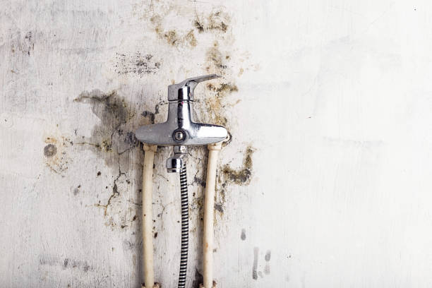 Best Localized Mold Remediation (e.g., coastal areas, humid climates) in Clyde, NC