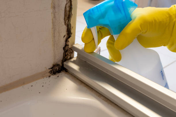 Best White Mold Remediation in Clyde, NC