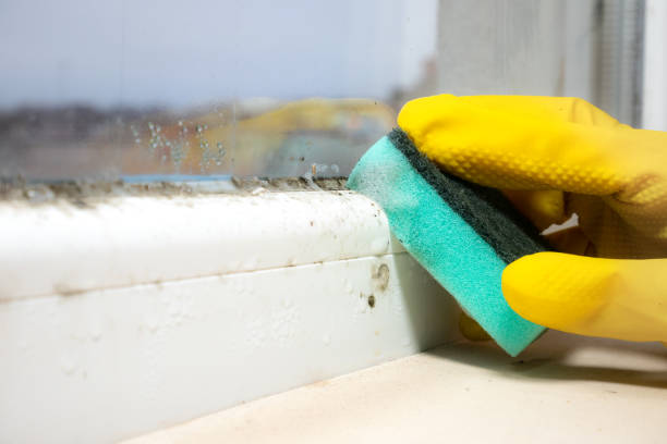 Best Mold Remediation for Specific Building Types in Clyde, NC