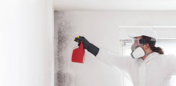 Best Attic Mold Remediation in Clyde, NC