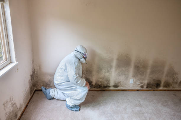 Best DIY Mold Remediation Support Services in Clyde, NC